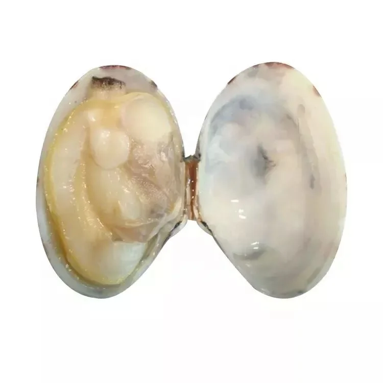 Wholesale MSC certified fresh frozen scallop meat clam meat