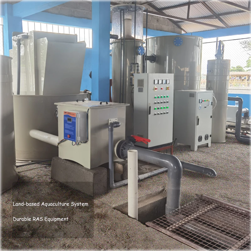 Indoor 300m3 Sea-bass Pisculture fish farming for koi fish and Recirculating Aquaculture System Price