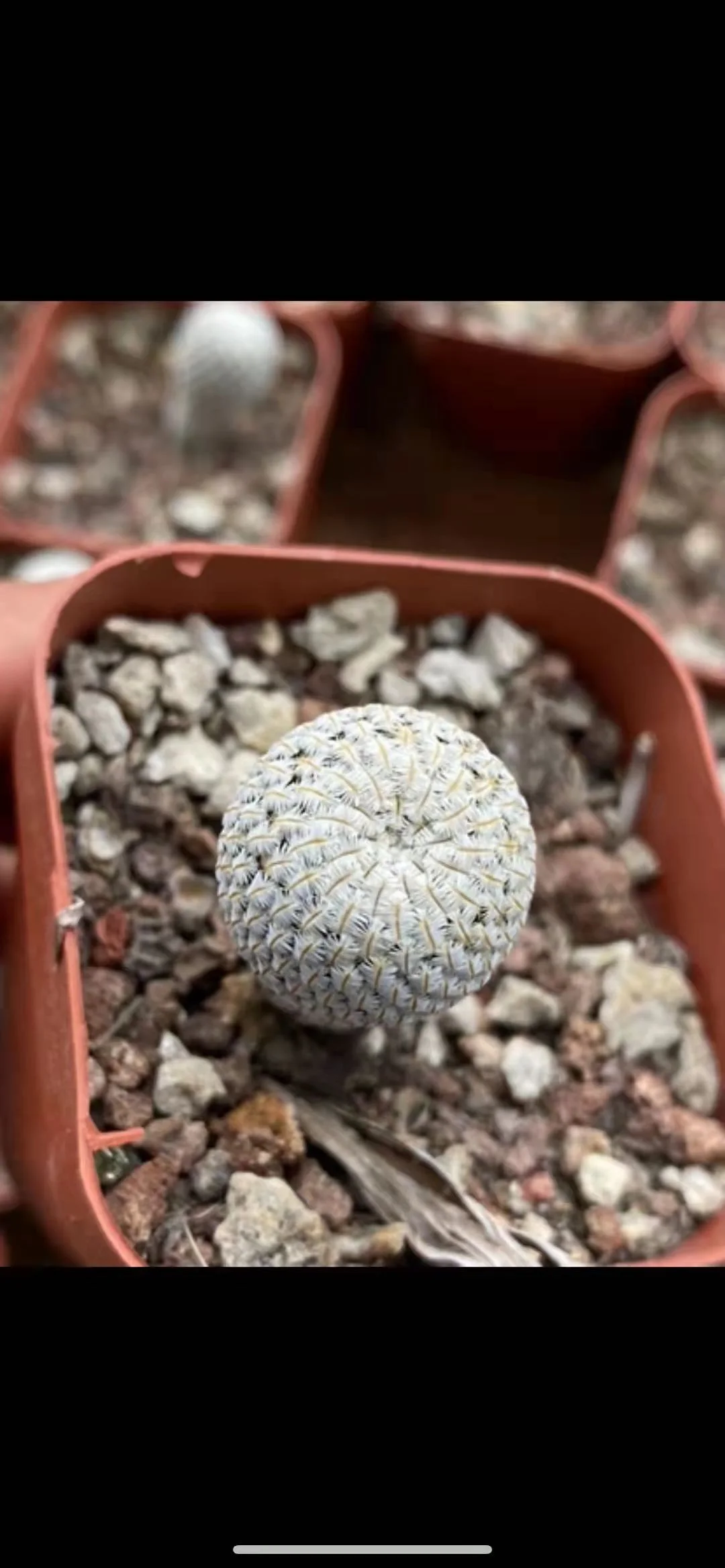 Home decoration dried cactus palm