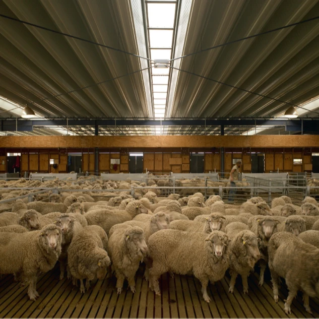 Goat Sheep Steel Structure Farmhouse