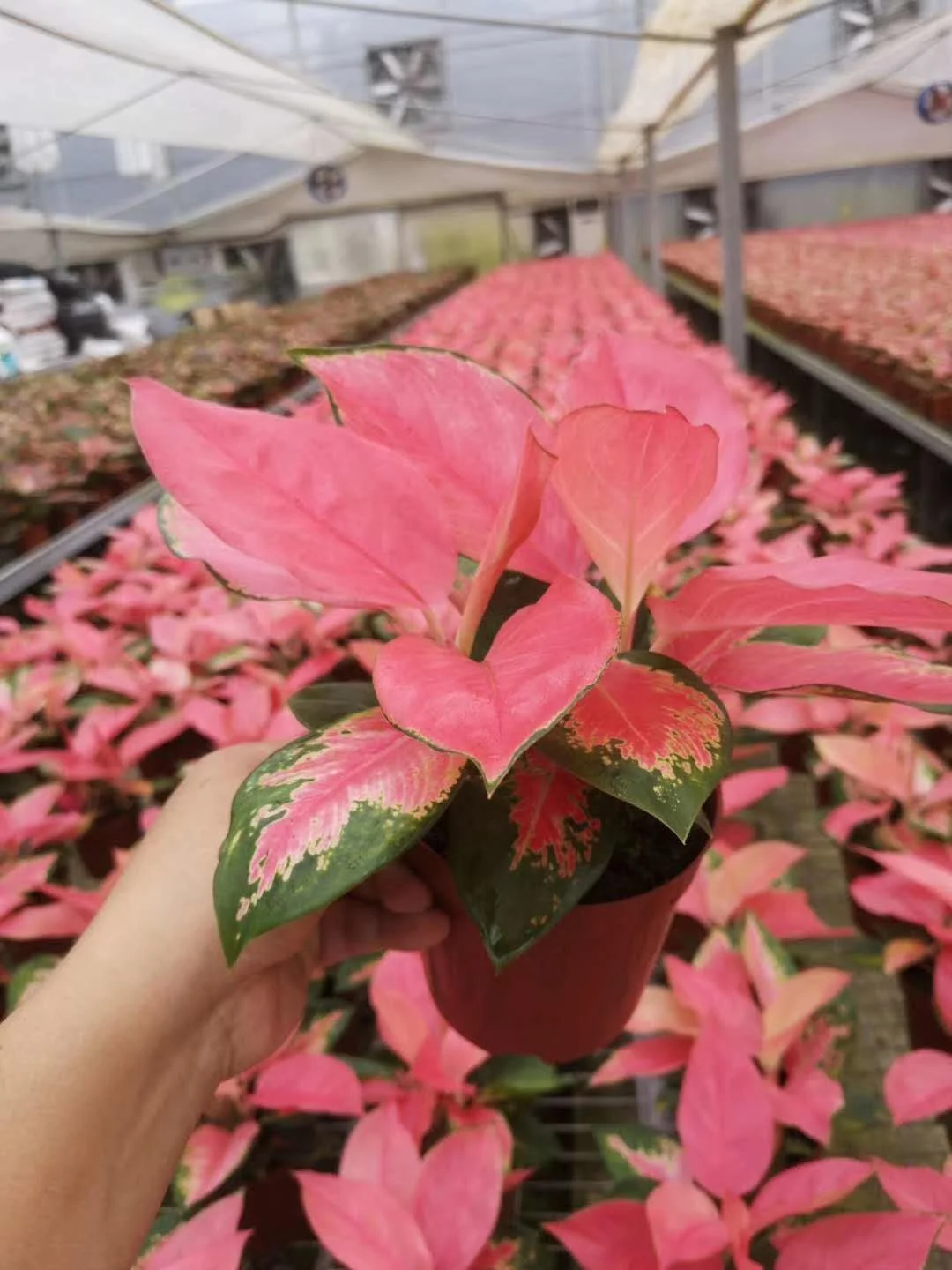 Саженцы Aglaonema для культивирования тканей саженцы китайских красных