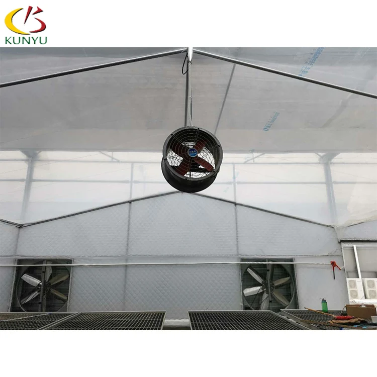 Taiwan origin  Phalaenopsis Orchid Flowers seedlings nursery  on rolling benches in tropical sawtooth greenhouse for exporting