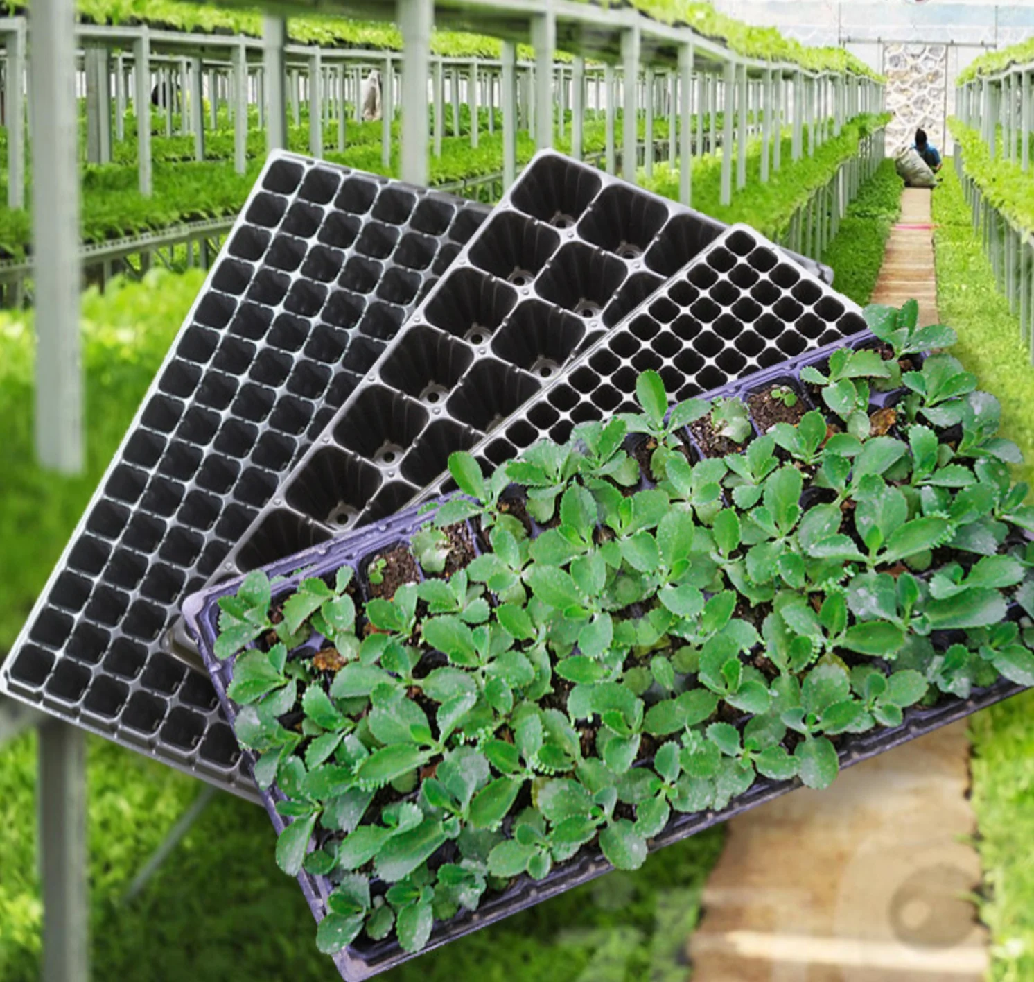 50 Cells Seedling Starter Tray Extra Strength Seed Germination Plant Flower Pots Nursery Grow Box Propagation For Garden