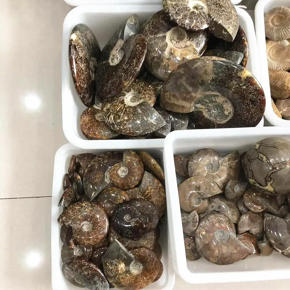 Wholesale Natural Mineral Madagascar Rock Ammonite  fossil for Sale