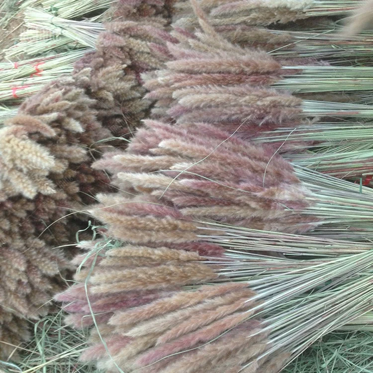 Hot Sale Small Flower Pampass Grasses Decor Wedding Pampas Grass Dried Flowers