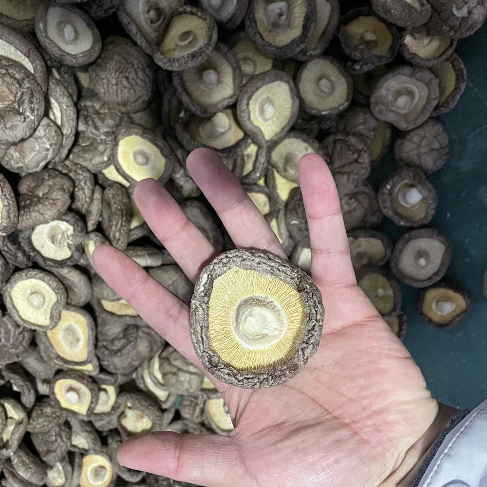 Органический гриб, зеленый гриб шиитаке, сушеный гриб шиитаке, белый итальянский гриб, золотой, дикий