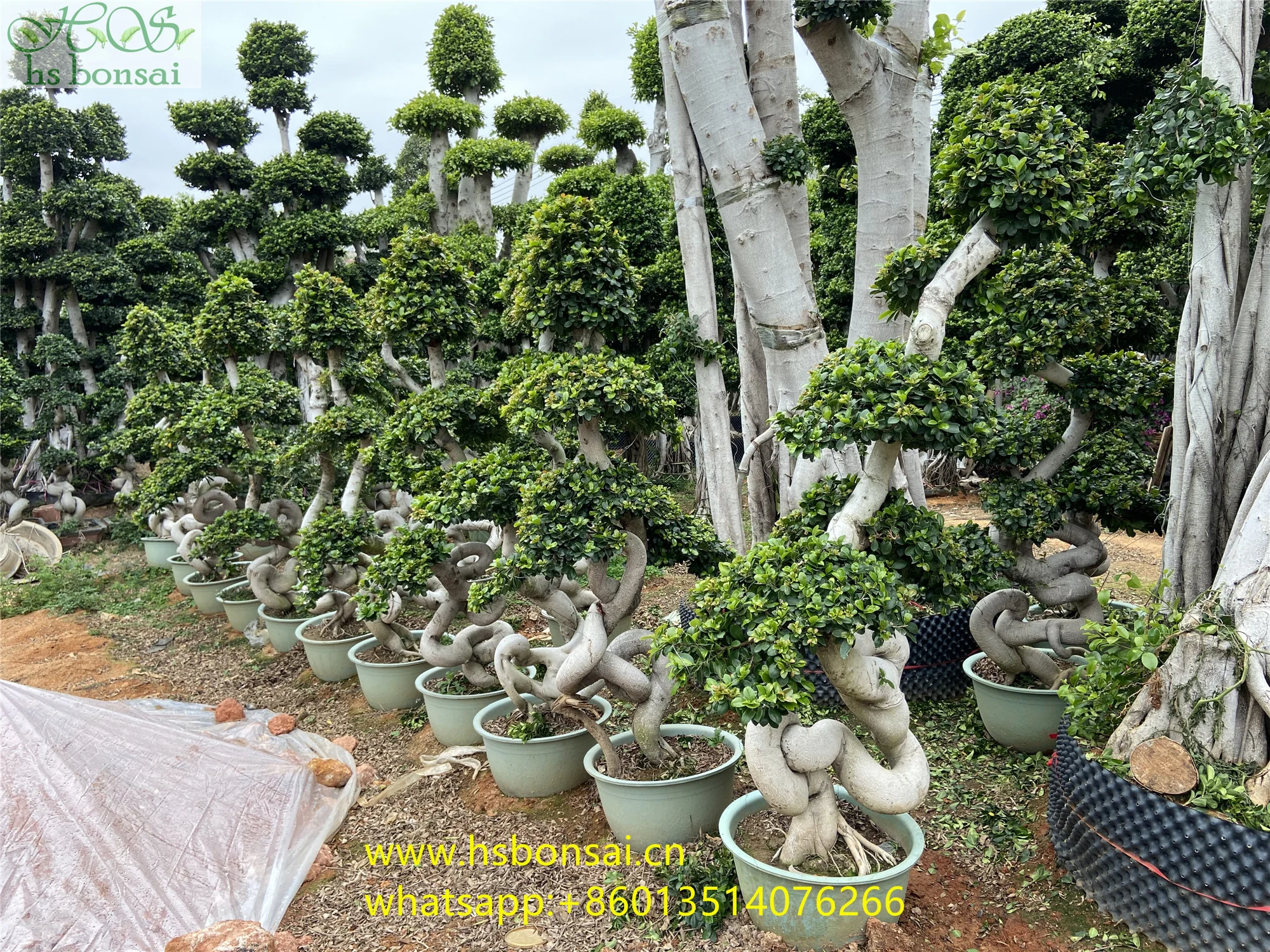 
Beautiful FICUS MICROCARPA ,Chinese Banyan ,Ornamental plants ficus bonsai plants drago shape 