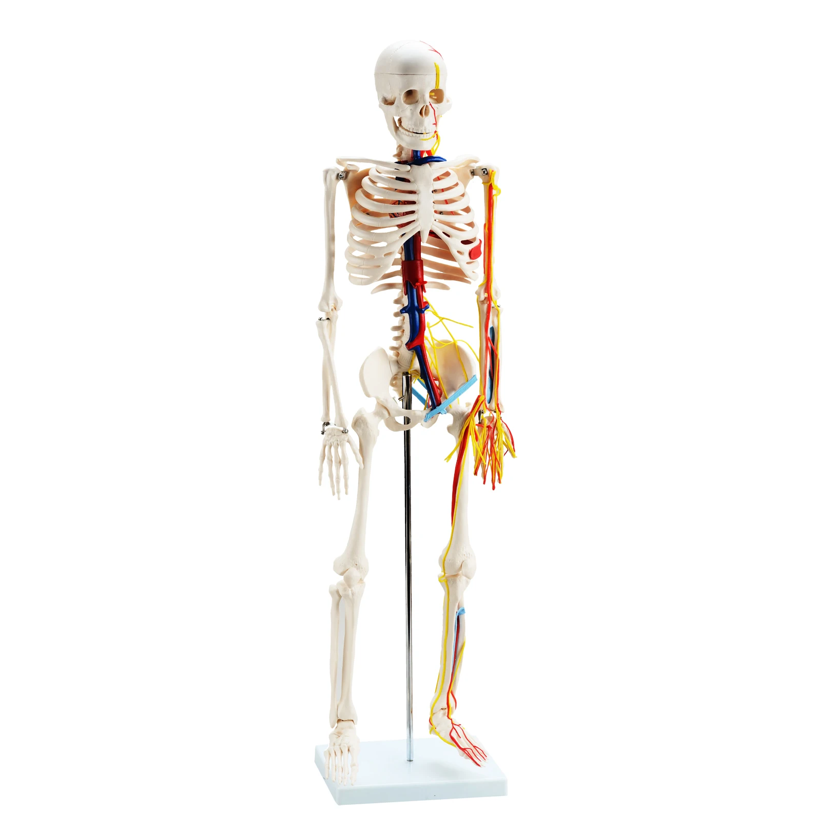 CBM-001E 85cm Human Skeleton with Nerves and Blood Vessels,artificial anatomical medical skeleton