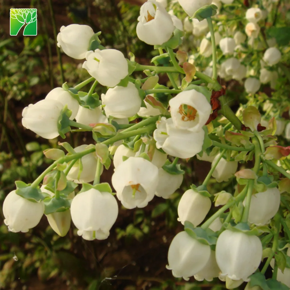 Лидер продаж, Черничное фруктовое растение 4-5 см длиной, саженцы деревьев, Прививка Spp