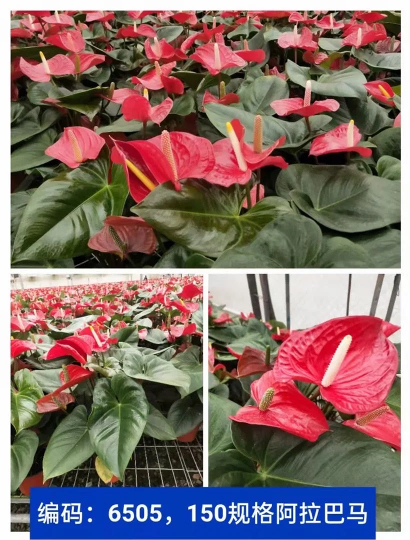 Indoor flower green planting plants