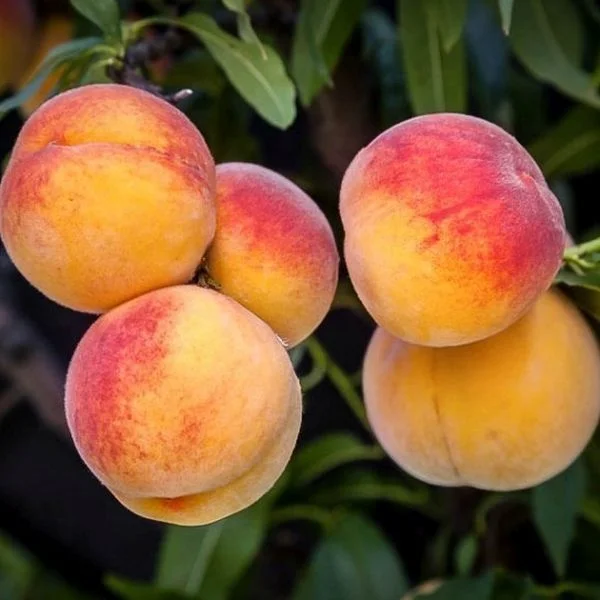 Fresh Sweet Yellow Peach