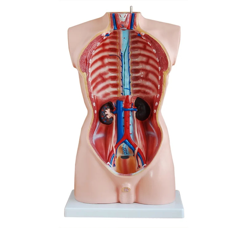 201 Medical educational Half-body PVC plastic Human torso model(85CM)