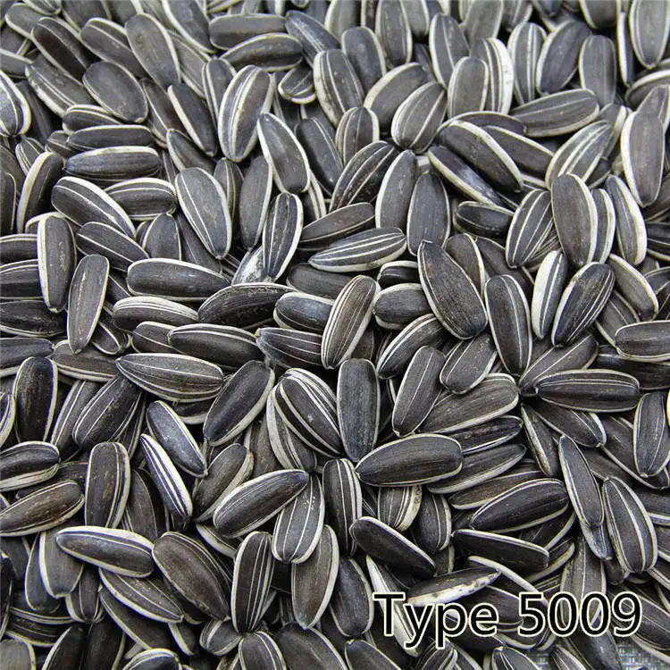 363 Sunflower Seeds Ton Price Sunflower Seeds for Sales for Oil Sunflower Seed Bag Chinese 50kg 100% Natural Confectionery