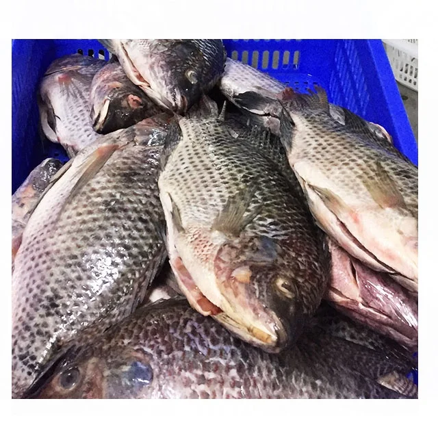 Poisson Congele Tilapia With Wholesale Frozen Black IQF IWP Cleaned Gutted & Scaled Tilapia
