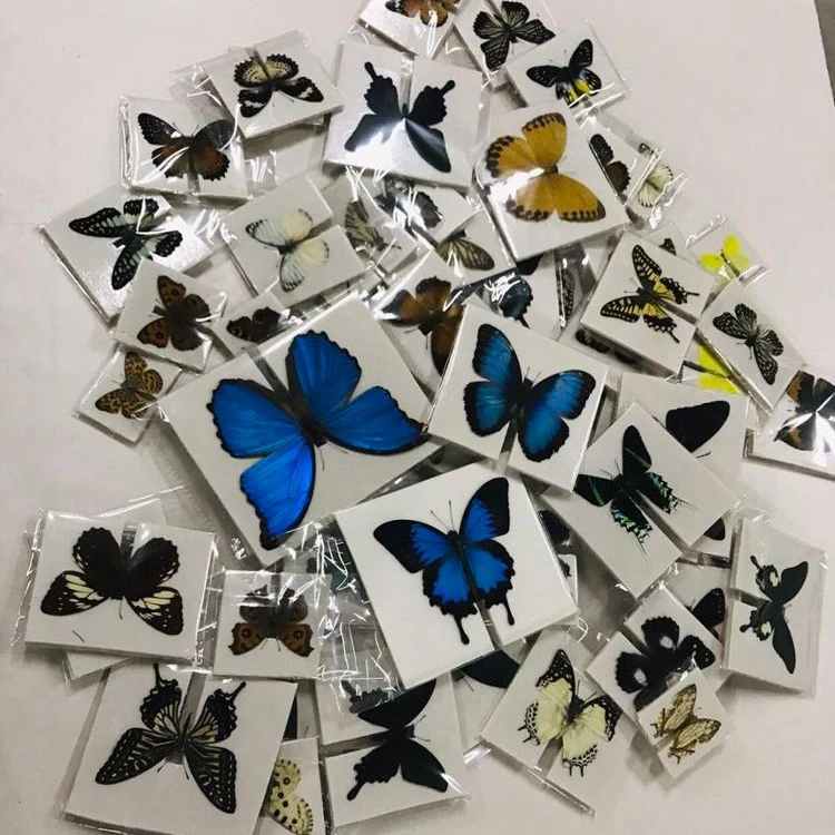 Home decor festive gift beautiful beautiful insect butterfly specimen nature real butterfly
