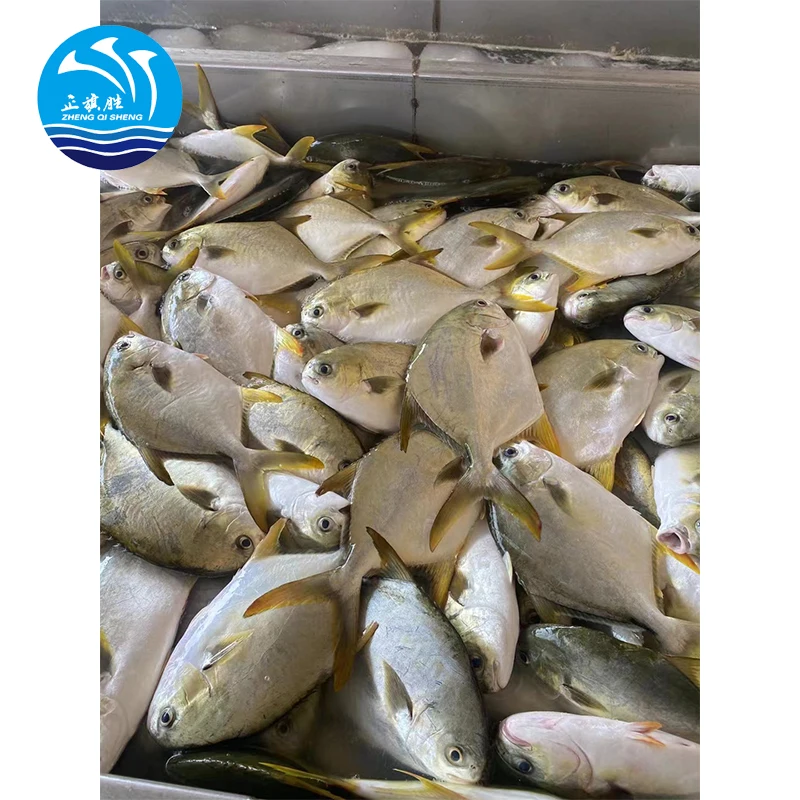 quality frozen seafood pomfret fish golden pomfret exporter big size iqf frozen silver pomfrets