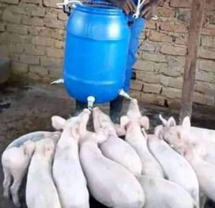 Pig Farming Equipment Pig Water Nipple Drinker Stainless Steel Automatic Pig Feeder Animal Drinkers
