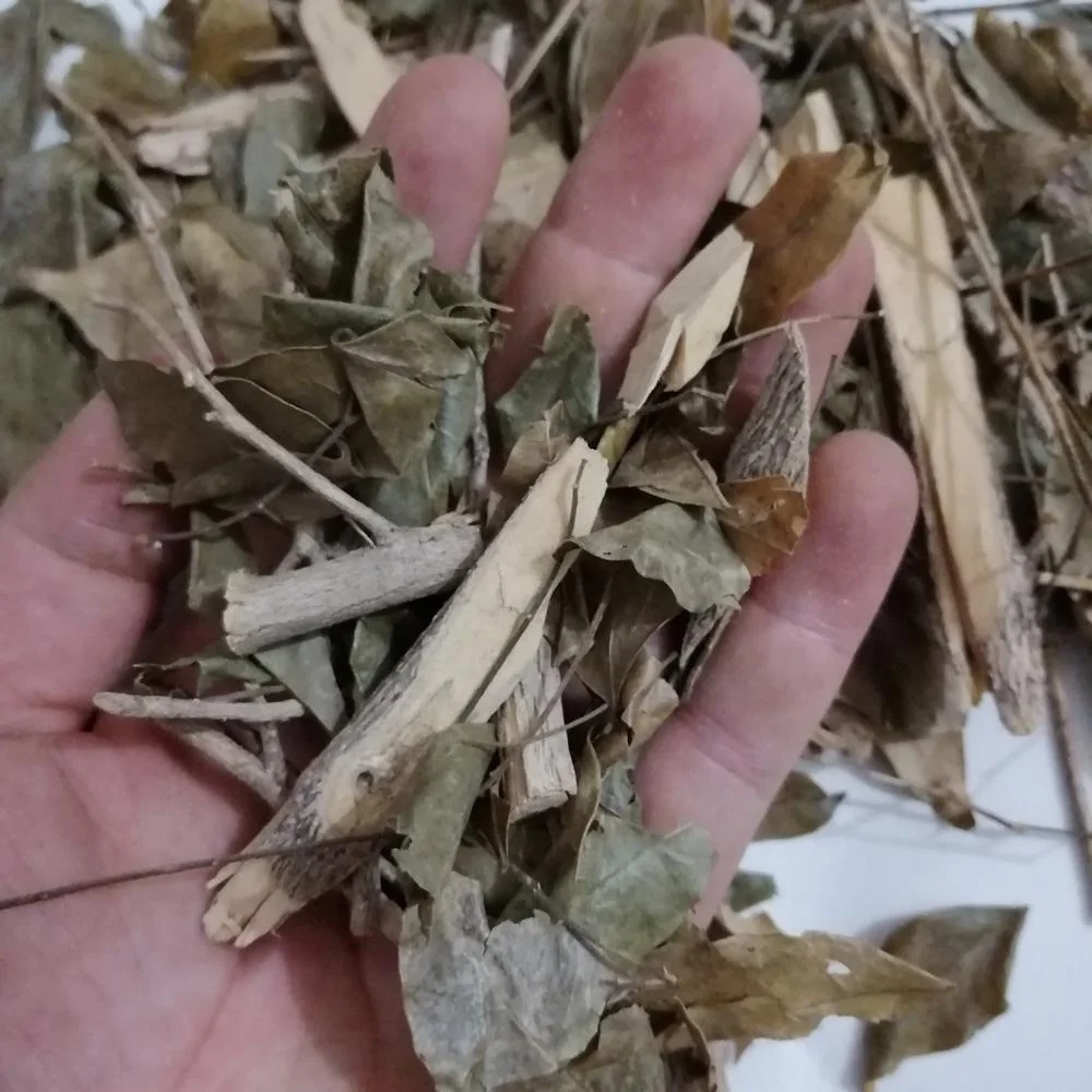 Dried wild herb new dried Dwarf mock Orange Jasmine Murraya exotica stems and leaves for sale