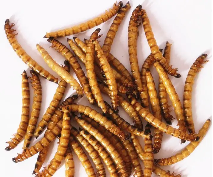 Wholesale Meal Worms Dried Poultry Feed Dried Mealworms