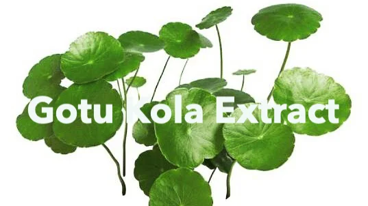 OEM упаковка экстракт Gotu Kola Centella Asiatica Asiaticoside