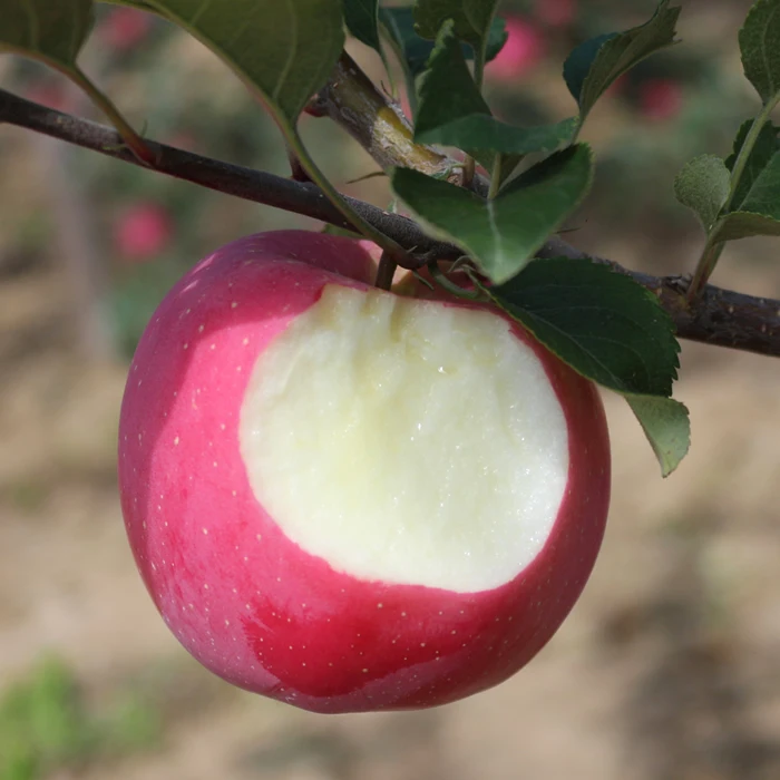 Jingning apple  New crop of Fresh  apple red fuji  for wholesale  red fresh apple