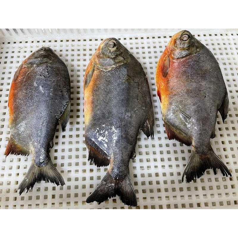 Замороженная красная рыба pacu pompano boerderij opkomst rode pomfret peixe vermelho congelado замороженная