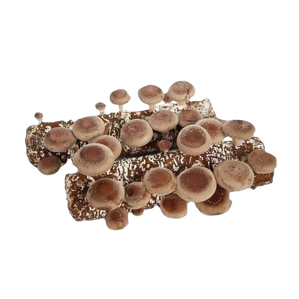 
shandong qihe L2 L7 shiitake mushroom spawn farming kits 
