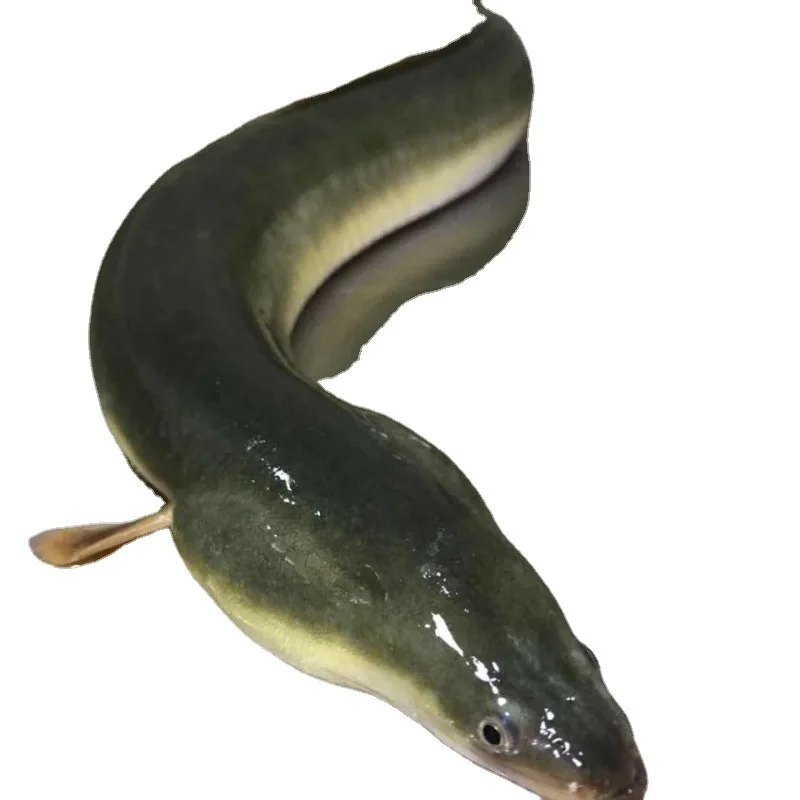100% high quality cold chain fresh live eel low price live eel conger eel