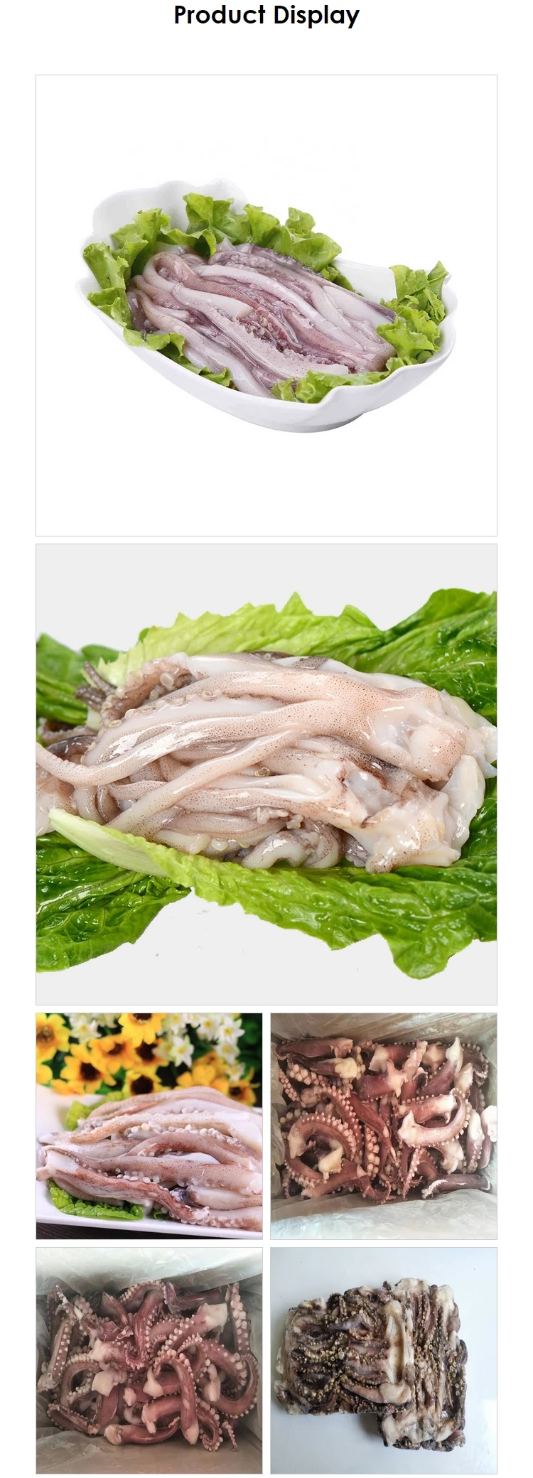 gaint squid tentacles lllex Argentinus