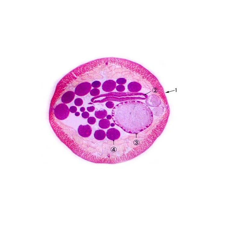 pathological parasitic microscope slide set for medical education research
