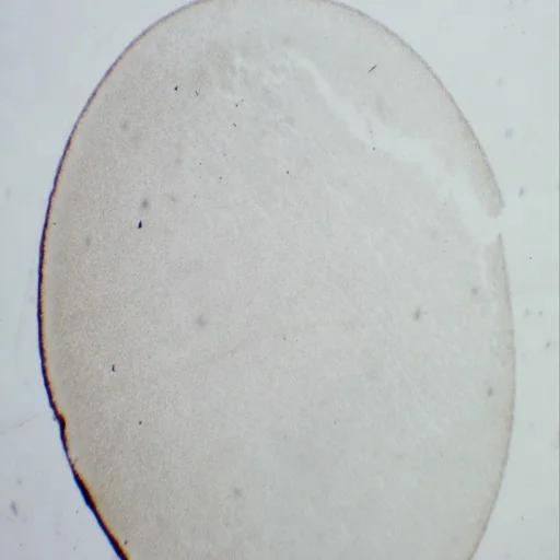 50 pcs Mixed Educational Prepared Microscope Slides Botany Human Animal Prepared Slides Packed in Slide Box