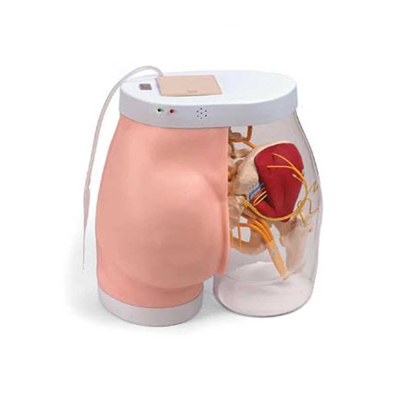 Advanced Nursing Hip Muscle Injection Buttock Transparent Model For Medical training