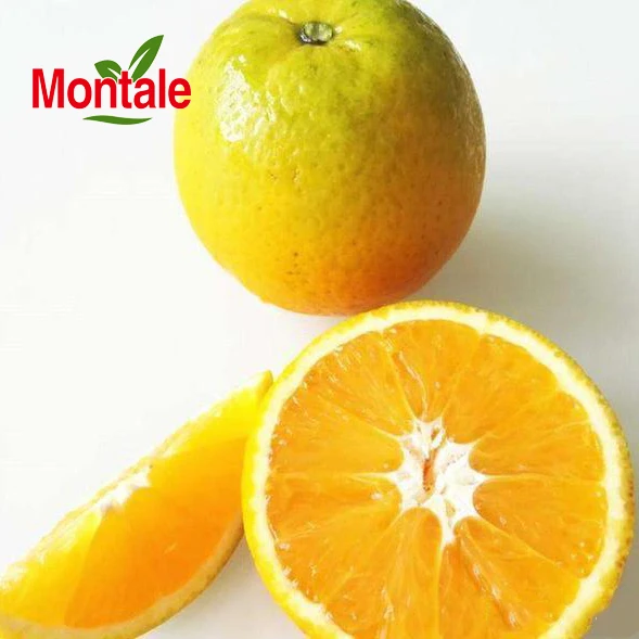 Hot Selling Fresh Citrus Fruits Navel Orange