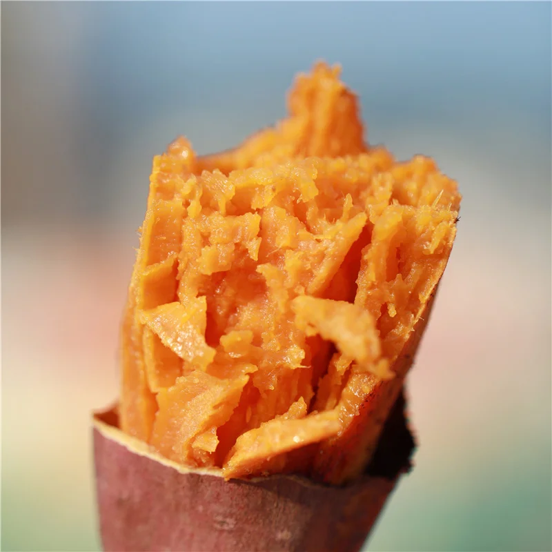 Foods that are good for the body Yunxi sweet potatoes large quantities sell low-priced sweet potatoes