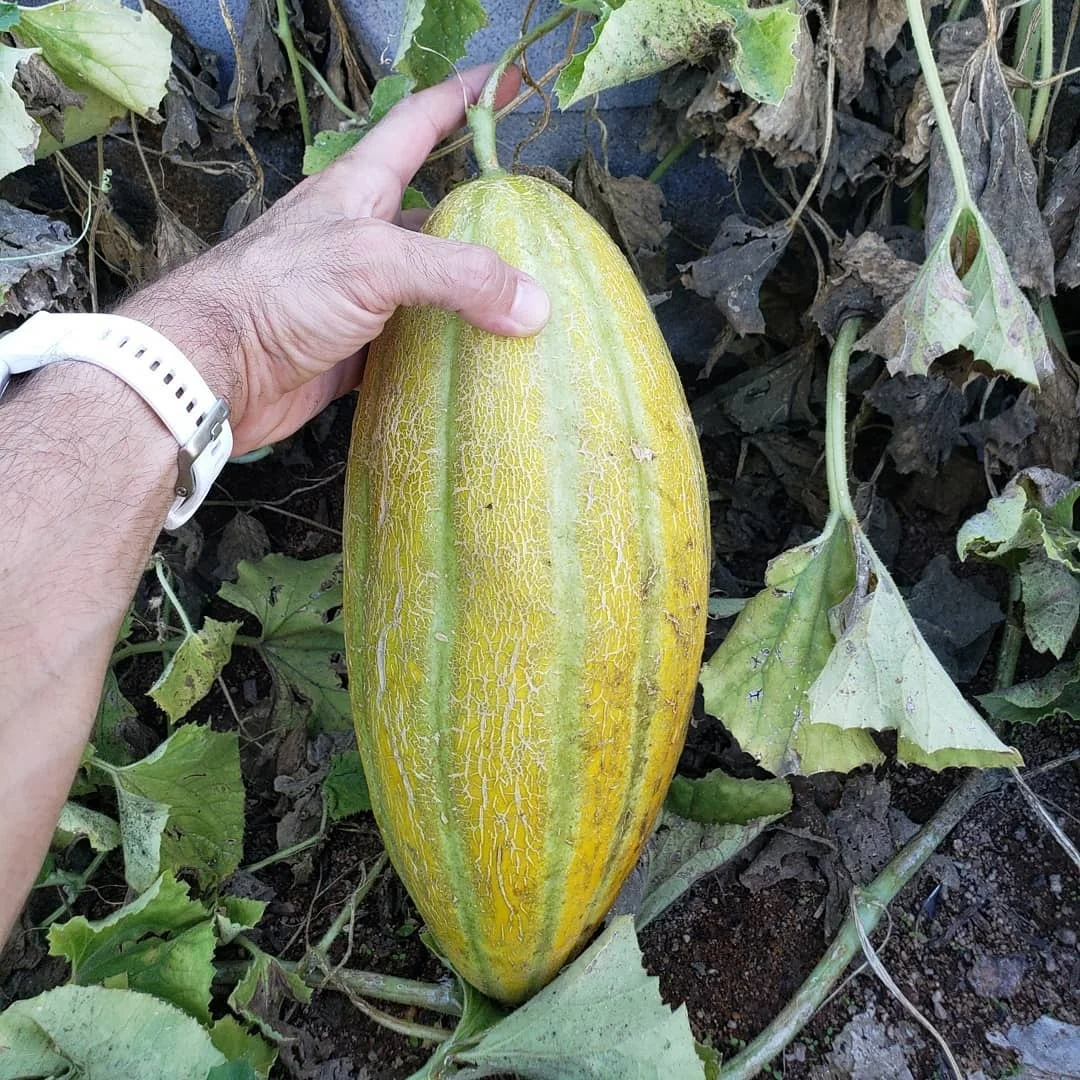 
Fresh honeydew melons 