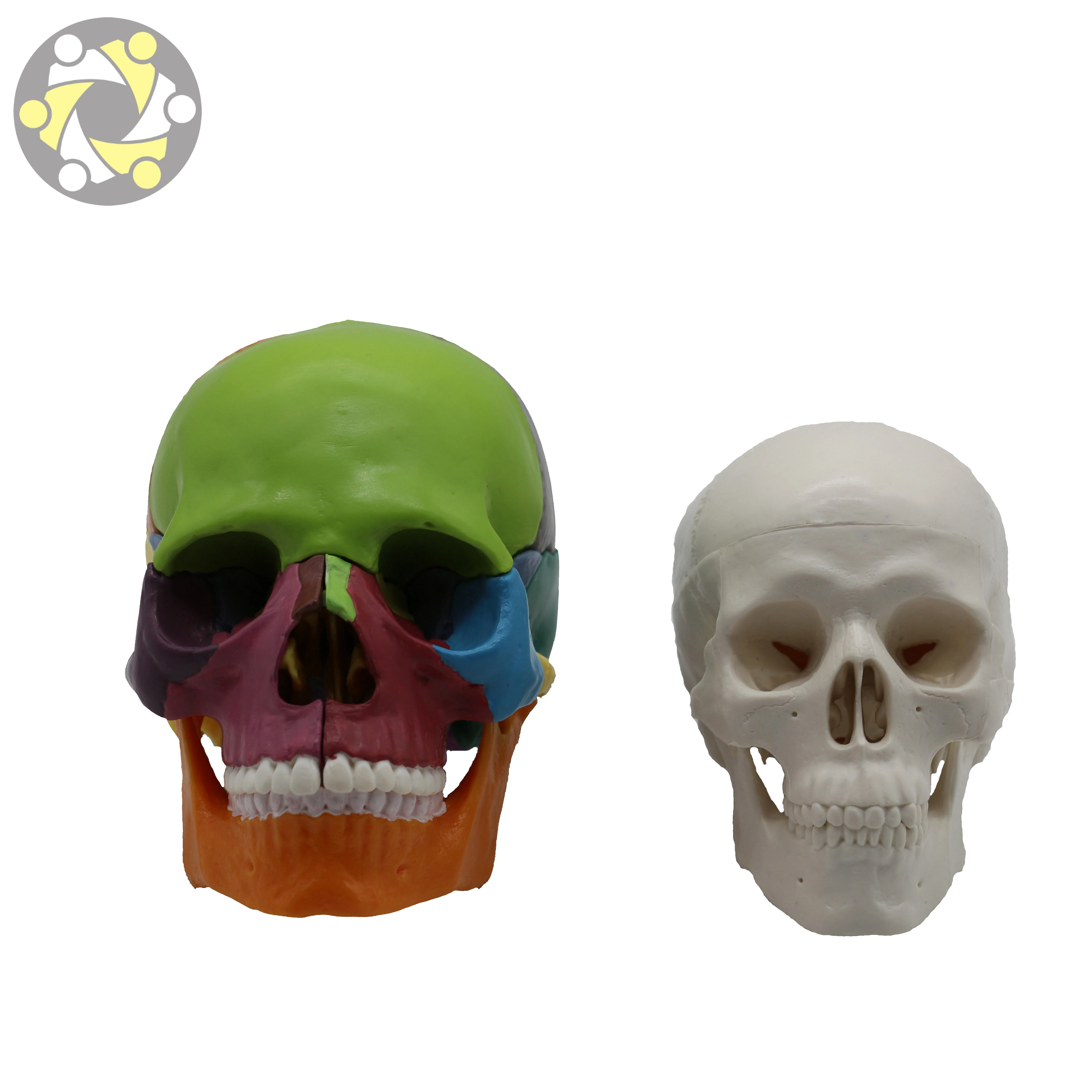 Medical Science Colored Anatomical Detachable 15 Parts Plastic Human Skull Model for Sale