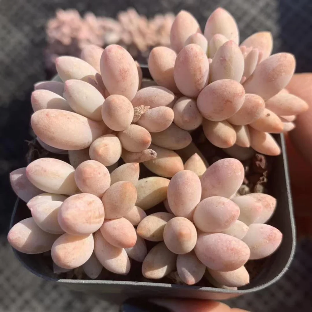 Indoor perennial nature product Succulent plant Pachyphytum spp.
