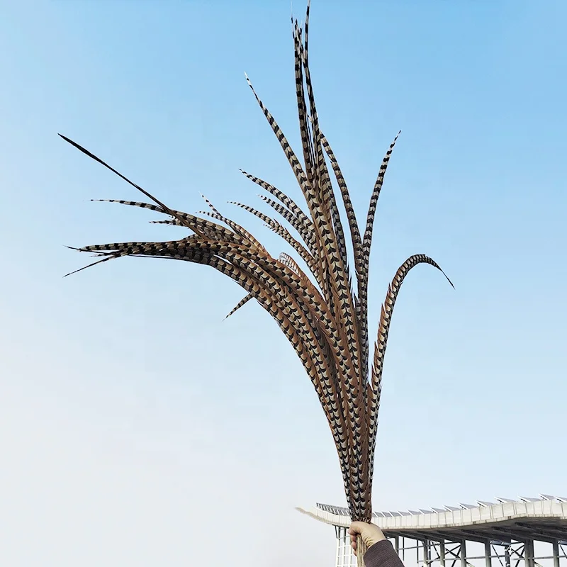 Cheap Large Natural Plumas Reeves Pheasant Tail Feathers 10-150CM for Carnival, Samba, Pattaya performances