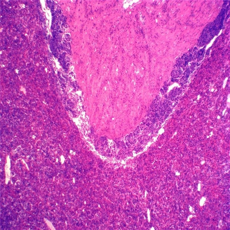 medical science Factory 100 Kinds Human body histology tissue teaching prepared microscope slides sets in wooden box