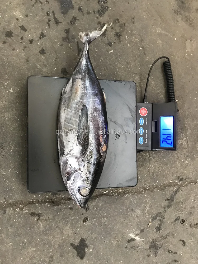 
New 750g+ frozen_on_board little tunny Tuna /Yellowfinned albacore wholesale low price 