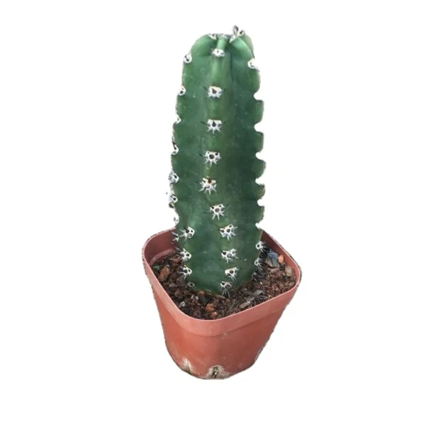 
 Nursery wholesale Harrisia jusbertii   cactus special and  pretty  