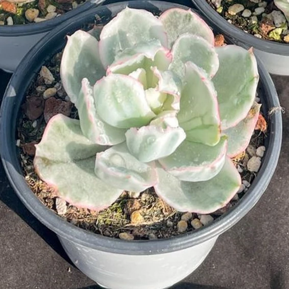 wm32 Echeveria Berkeley Light Variegated Live Plant Natural Succulents Woody Plants indoor plant bonsai