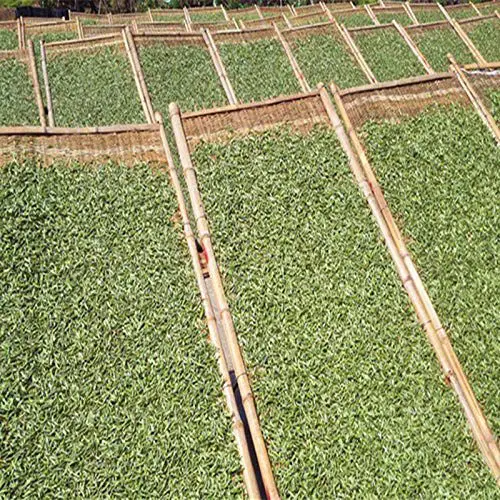 2021 самый популярный китайский чай Bai hao yinzhen/Серебряный игольчатый для напитков сырье