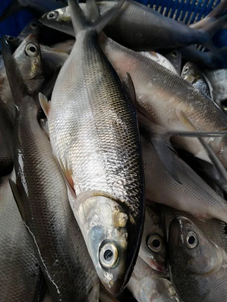 Frozen Milk Fish Good Sale from Indonesia