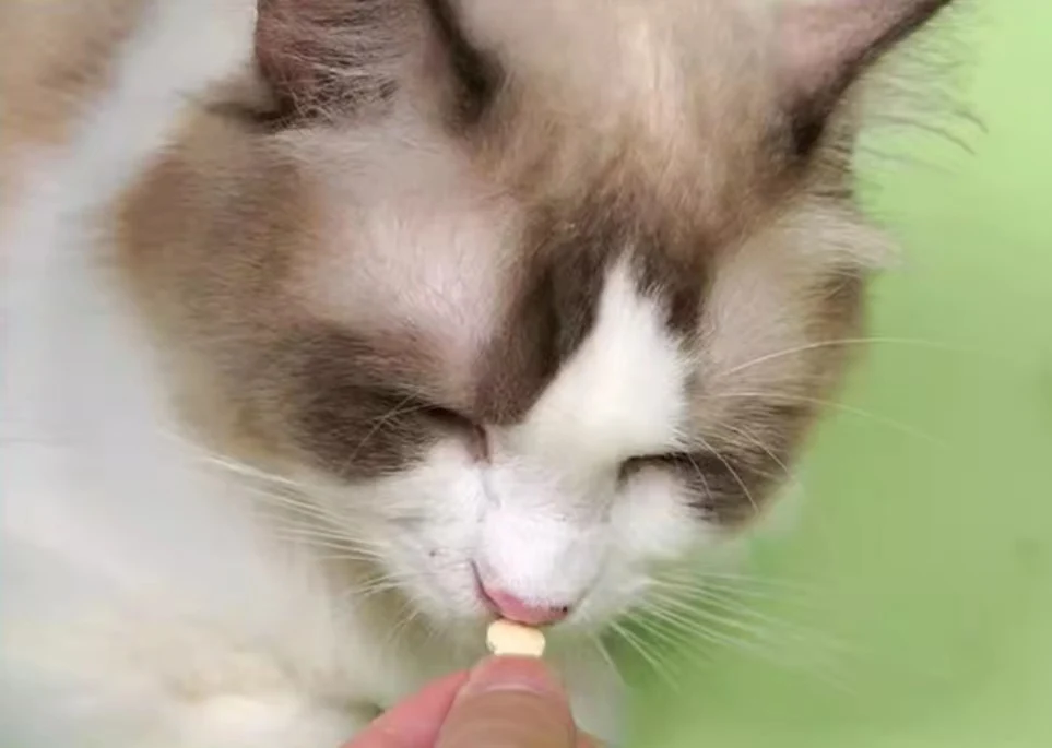 China improve bone pet vitamins chondroitin cat dog hip and joint supplements vitamin supplements chews