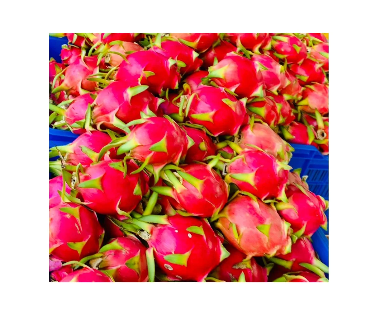 Свежие и высококачественные белые фрукты дракона с красным покрытием Pitaya для оптовой продажи