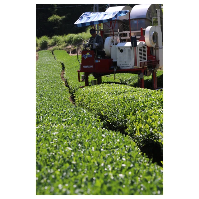 Simple style tasty memorable organic high quality supply green tea bags