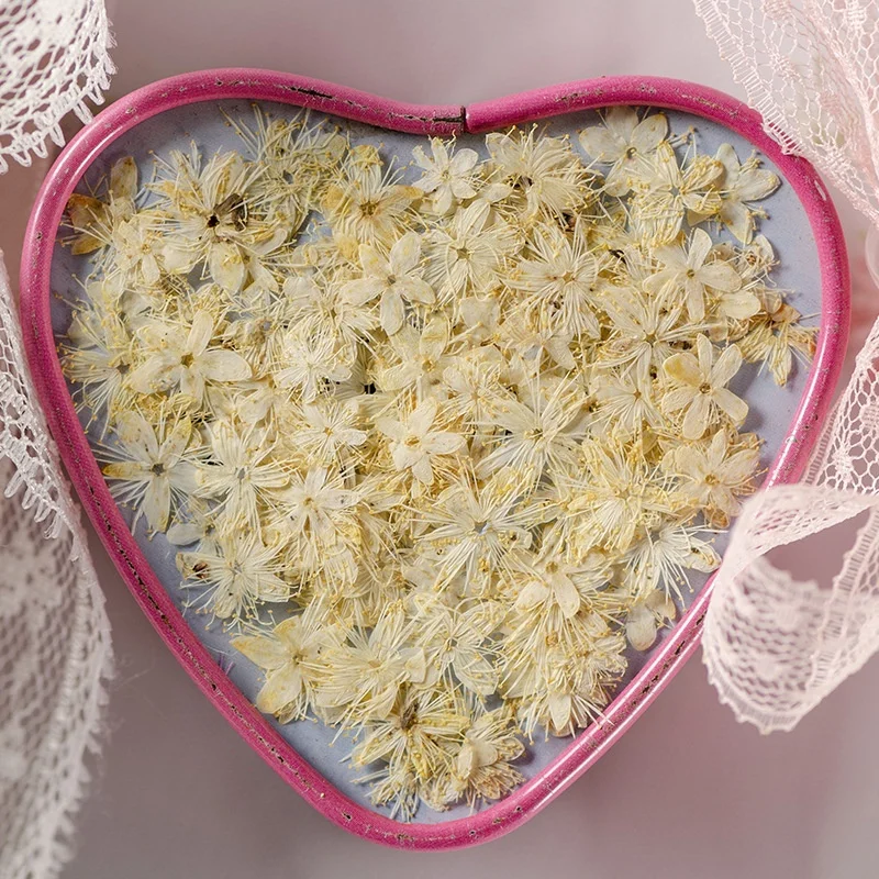 12pcs/bag Symplocos Paniculata DIY Nail Art Candle Soap Making Natural Plant Eco-friendly Real Pressed Flower