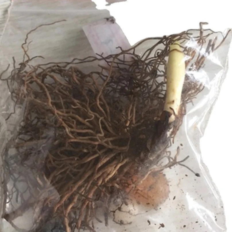 Ling lan white elegant white flowers fresh Convallaria majalis Linn bulbs for planting