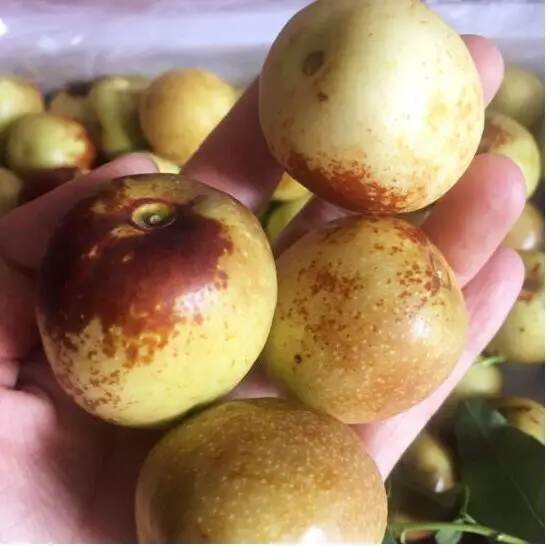 
Big size sweet juicy winter jujube wholesale price 
